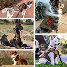 Load image into Gallery viewer, Large Dog Harness Training Leash, Collar and Vest Set