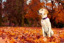 Load image into Gallery viewer, MASBRILL Adjustable Nylon Reflective Pet Collar