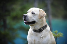 Load image into Gallery viewer, MASBRILL Adjustable Nylon Reflective Pet Collar